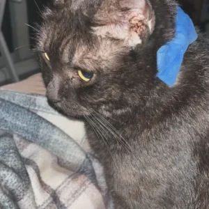 A Black Domestic Shorthair Cat Missing from Alghadeer Community