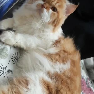 A Other Persian Cat Missing from Kharghar, Navi Mumbai