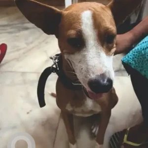 A White-Brown Mix Indie Dog Missing from RKR Nagar, Kolathur-2
