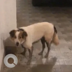 A White-Brown Mix Indie Dog Found from Siolim Fernandes Vaddo