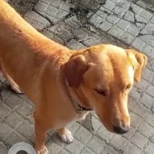 A White-Brown Mix Indie Dog Found from Dwarka sector 6-2