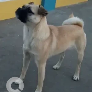 A White Pug Dog Missing from Baluwatar, PM gate no.1-2