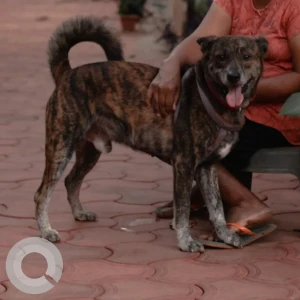 A Black and Brown Indie Dog Missing from Merces