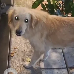 A Golden Indie mix Dog Found from Baner, Pune