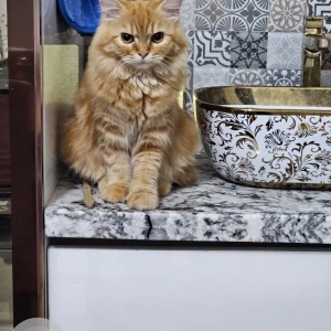 A Orange Persian Cat Missing from Priyadarshini indian oil petrol pump, Erravalli-2