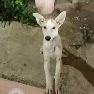 A White-Brown Mix Indie Dog Missing from Garden City University, KR Puram