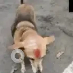 A Black and Brown Indie Dog Missing from Monkeypark Basaveshwar Nagar-3