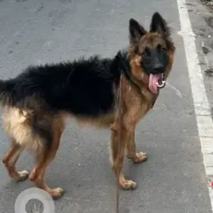 A Black and Brown German Shepherd Dog Found from Vettuvankeni