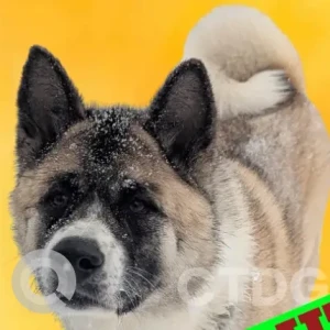 A Brown Akita Dog Missing from greenwood dr