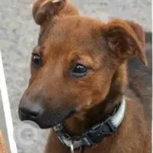 Male Indie Dog Adoption for Adoption in Hauz khas, Delhi