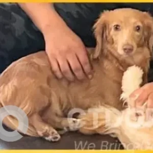 A Light Brown Dashshund Dog Missing from Oxbow Lane