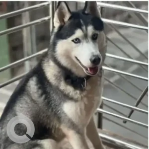 A Black and White Husky Dog Missing from Banashankari, Bengaluru