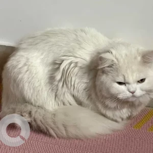 A White Persian Cat Missing from Bhuvaneshwari nagar, Hebbal-2