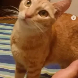 A Orange Ginger cat Cat Missing from Mathikere-3