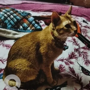 A Light Brown Ginger Tabby Cat Missing from AC 224 near DLF, Gate no. 5
