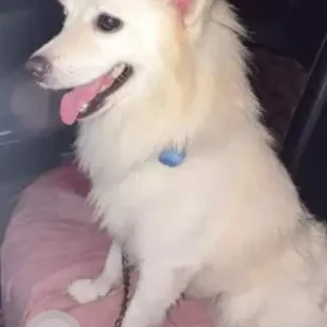 A White Pomeranian Spitz Dog Missing from Bhilai-2