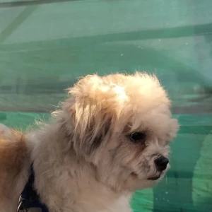 A White-Brown Mix Shih Tzu Dog Missing from Uppal Bhagayth Road Towards Nagole Route-2