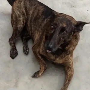 A Black and Brown Indie Dog Missing from Sarjapura Road