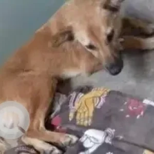 A White-Brown Mix Indie Dog Missing from Maruti Dental College Back Gate, Hulimavu-2