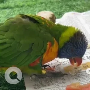 A Green Rainbow lorikeet Bird Missing from Begur, Bengaluru