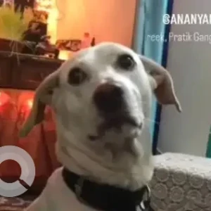 A White Indie Dog Missing from Vikaspuri, New Delhi