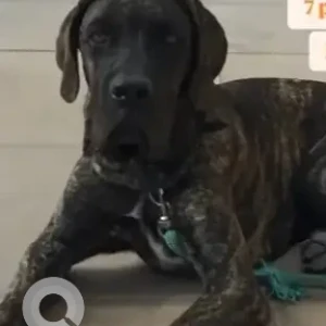 A Black and Brown Cane Corso Dog Missing from Ramamurthy Nagar