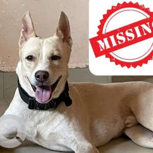 A White-Brown Mix Indie Dog Missing from Guirim