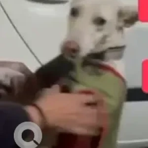 A White Indie Dog Missing from B block, New Moti Nagar