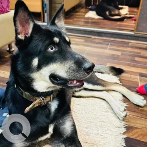 A Black Indie Dog Missing from Sarai Metro Station-2