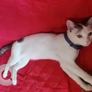 A Grey-White Mix Indie Cat Missing from NGEF Nagarbhavi Area