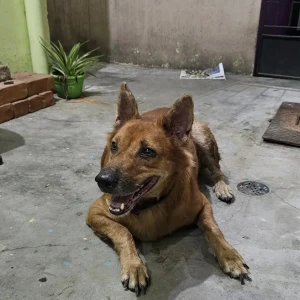 A Brown Indie Dog Found from Chennai-2