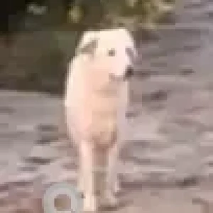 A White Lab Dog Found from Mirdif city centre