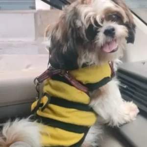 A White-Brown Mix Shih Tzu Dog Missing from J. P. Nagar, Bengaluru