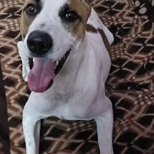 A White-Brown Mix Indie Dog Found from Tri Nagar