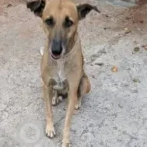 A White-Brown Mix Indie Dog Missing from Madhapur-2