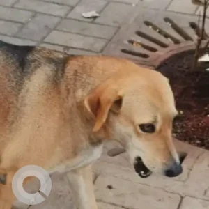 A White-Brown Mix Indie Dog Missing from DMart Aundh