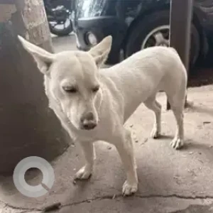 A White Indie Dog Found from IDC cafe, Residency Road