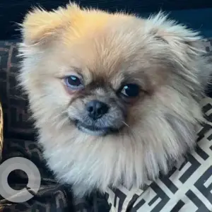 A White and Grey Chihuahua Dog Missing from Nad Al Sheba 1