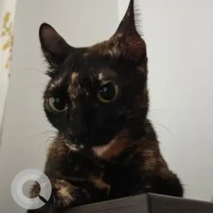 A Black and Brown Tortoiseshell Cat Missing from Viman Nagar, Pune