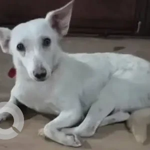 A White Indie Dog Found from Chennai