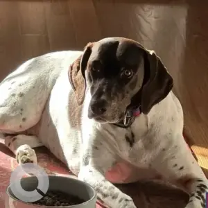 A White-Brown Mix German Shorthaired Pointer Dog Missing from South Rd & Shady Hill Dr