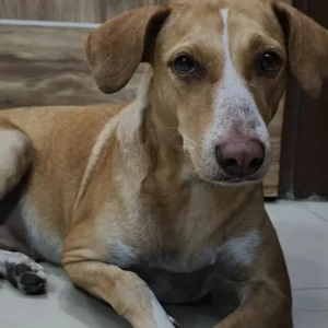 A White-Brown Mix Indie Dog Missing from Laxmi Nagar Sarafa Market