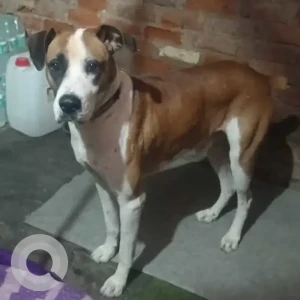 A White-Brown Mix Indie mix Dog Missing from Madanpur Khadar Sarita vihar