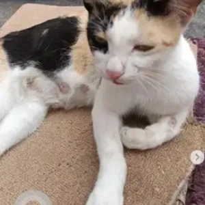 A Black and White Indie Cat Missing from Jaibheem Nagar