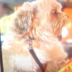 A White-Brown Mix Shih Tzu Dog Missing from Kondapochamma temple-2