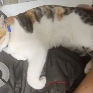 A White-Brown Mix Calico Cat Missing from Chikkatirupathi-3