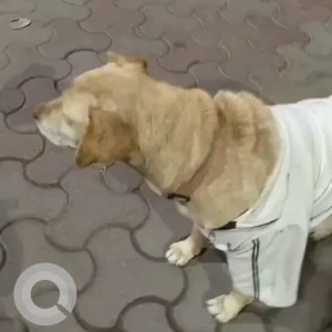 A Light Brown Labrador Dog Found from C-3, Ground Floor, Malviya-2