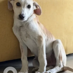 Male Indie Dog Adoption for Adoption in 