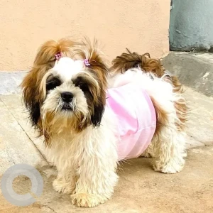 A White-Brown Mix Shih Tzu Dog Missing from Kannahalli, Bengaluru