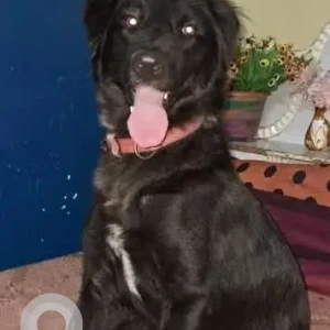 A Black Indie Dog Missing from Ashram, Bhogal